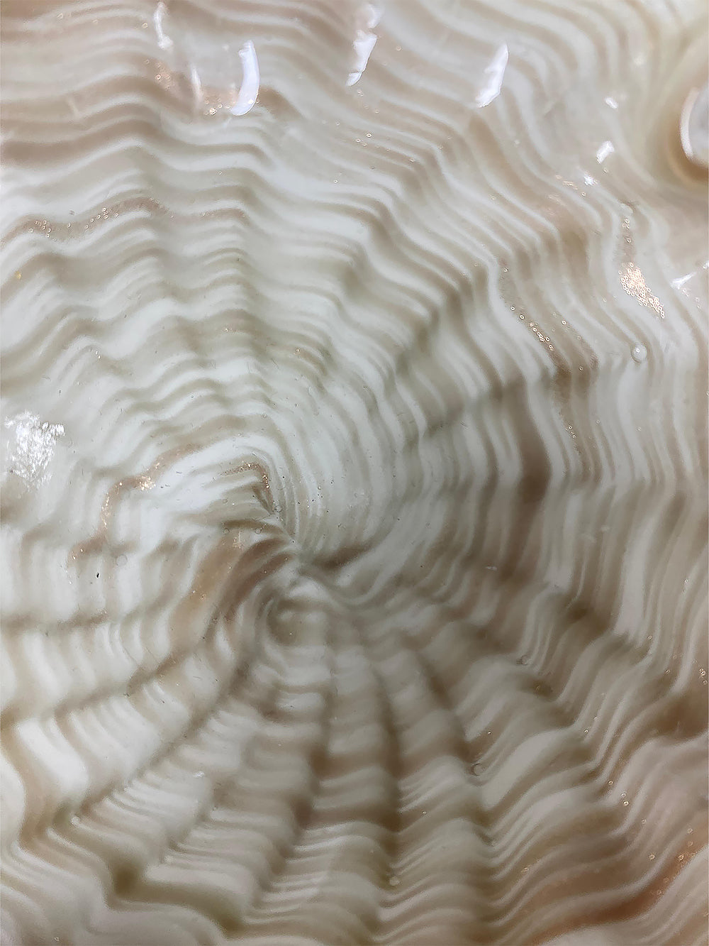 Vintage Murano Glass Shell Dish | 023